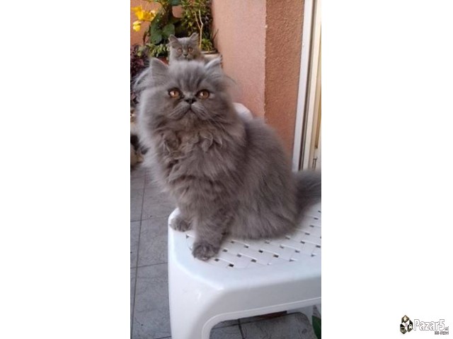  Почетна Слободно време и хоби, Животни Животни Ма