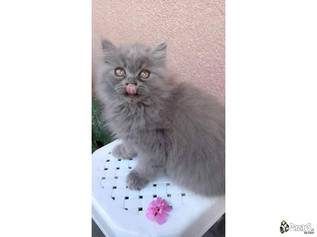  Почетна Слободно време и хоби, Животни Животни Ма