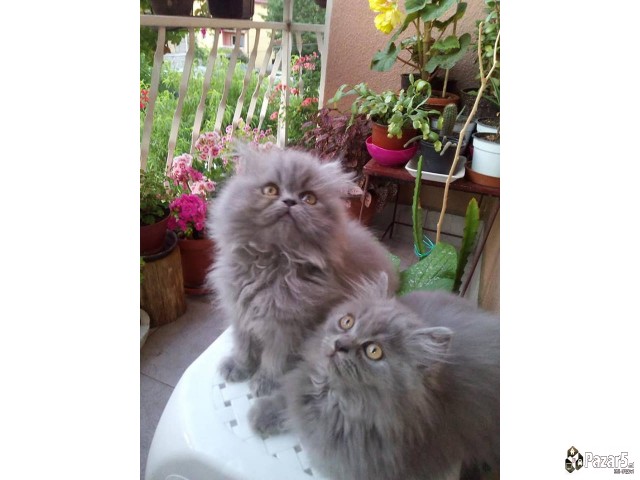  Почетна Слободно време и хоби, Животни Животни Ма