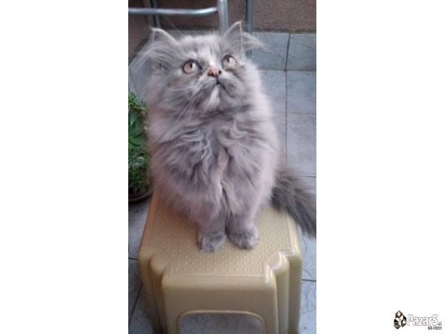  Почетна Слободно време и хоби, Животни Животни Ма