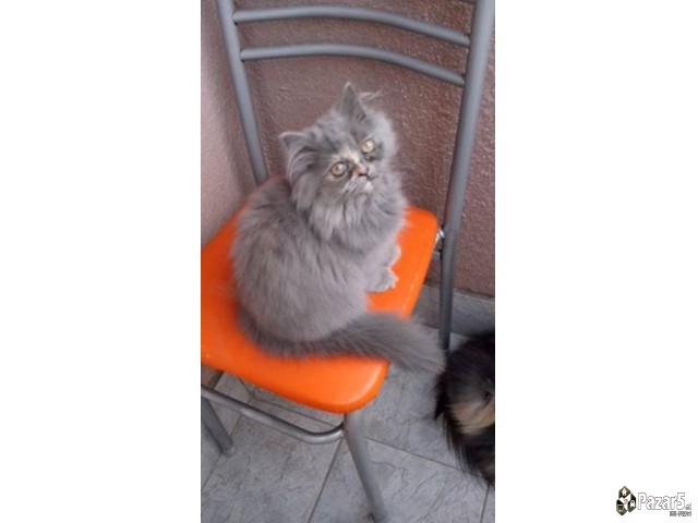  Почетна Слободно време и хоби, Животни Животни Ма