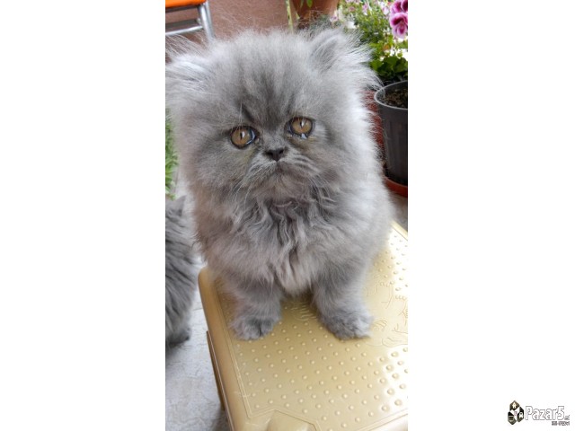  Почетна Слободно време и хоби, Животни Животни Ма