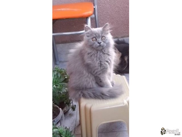  Почетна Слободно време и хоби, Животни Животни Ма