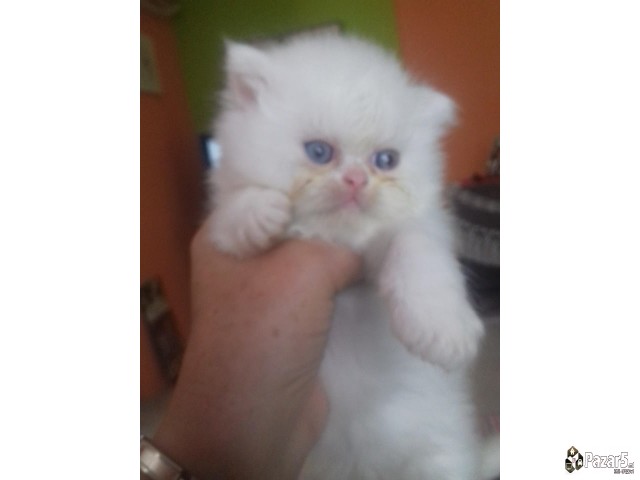 Персиско маче