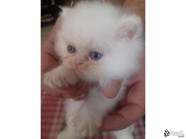 Персиско маче