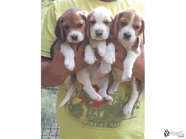 Beagle