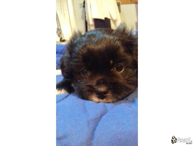 Prodavam Kutrinja Od Rasata Coton De Tulear Pudlic