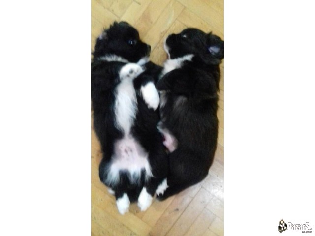 Prodavam Kutrinja Od Rasata Coton De Tulear Pudlic