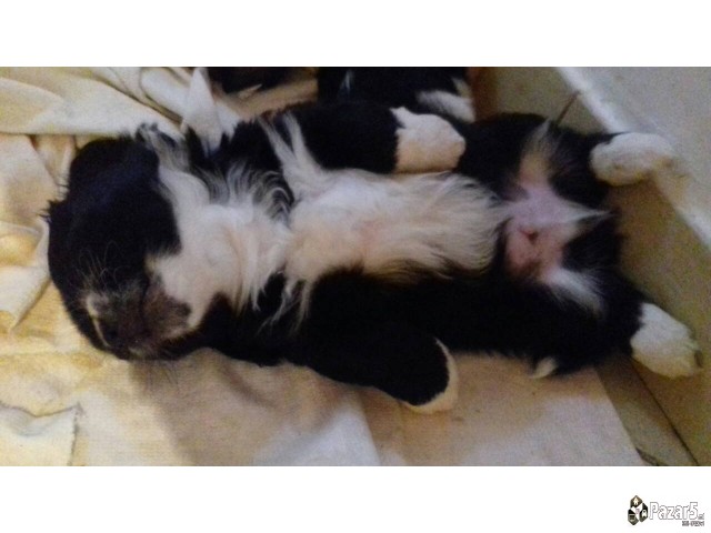 Prodavam Kutrinja Od Rasata Coton De Tulear Pudlic