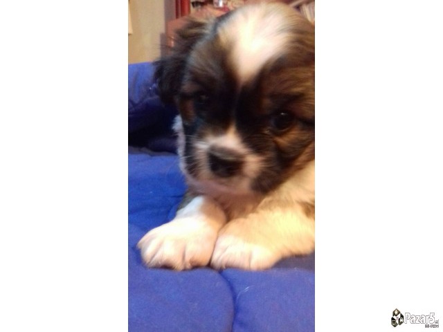 Prodavam Kutrinja Od Rasata Coton De Tulear Pudlic