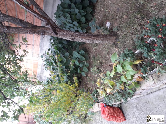 Prodavam Kuqa Do Qairqanka