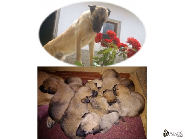 кученца од расата Belgian Malinois