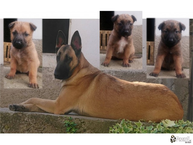 кученца од расата Belgian Malinois