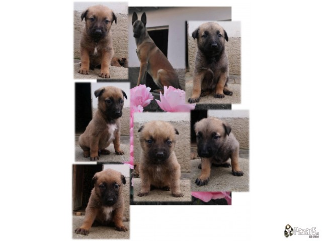 кученца од расата Belgian Malinois