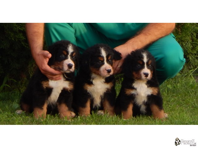 Štenci Bernskog Planinskog Psa