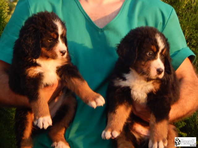 Štenci Bernskog Planinskog Psa
