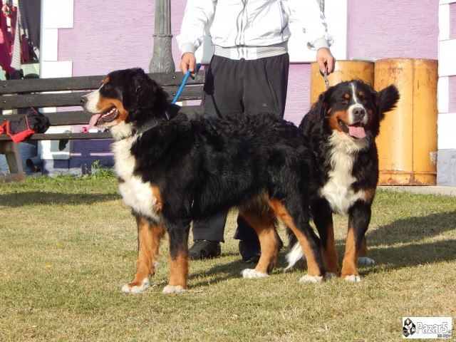 Štenci Bernskog Planinskog Psa