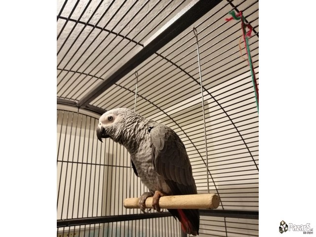 Папагали Жако