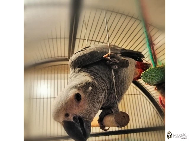 Папагали Жако