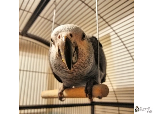 Папагали Жако