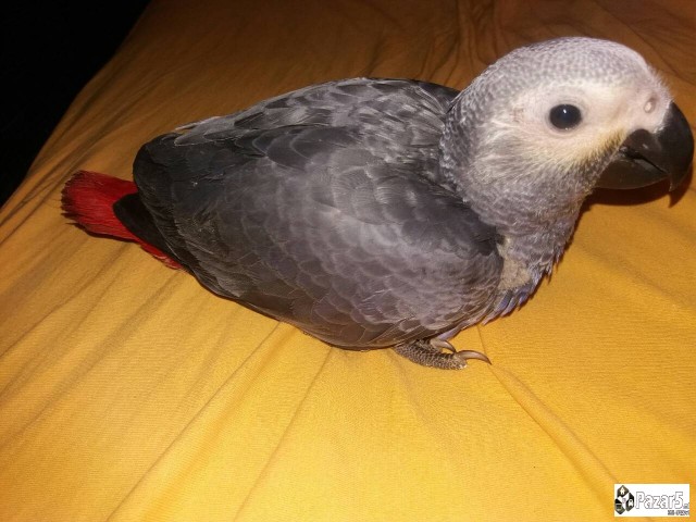 Папагали Жако