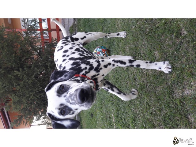 Se Prodava Dalmatiner Zenka Stara 16 Meseci