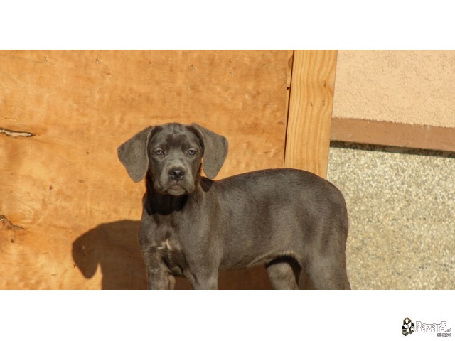 Cane Corso кутриња