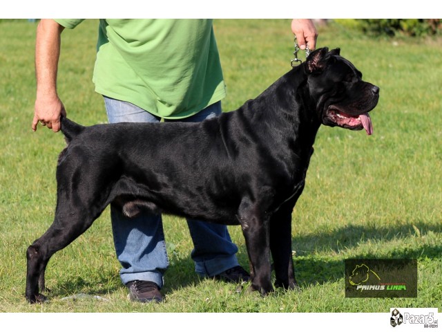 Cane Corso кутриња
