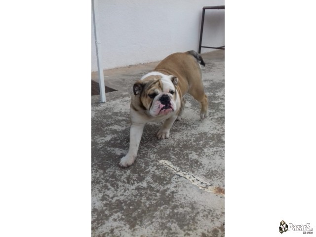 Angliski Buldok Itno