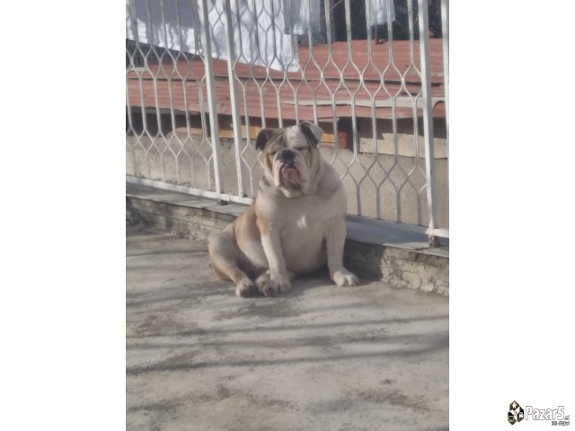 Angliski Buldok Itno