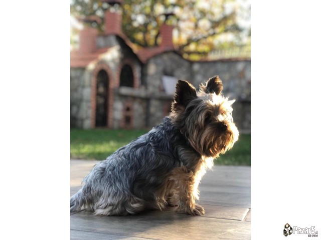 Se Bara Zenka Za Parenje 