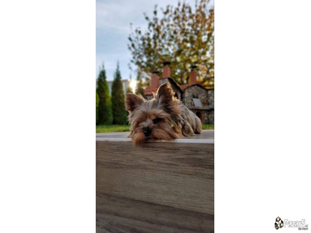 Se Bara Zenka Za Parenje 