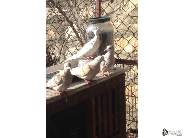 Домашна Гугуфка