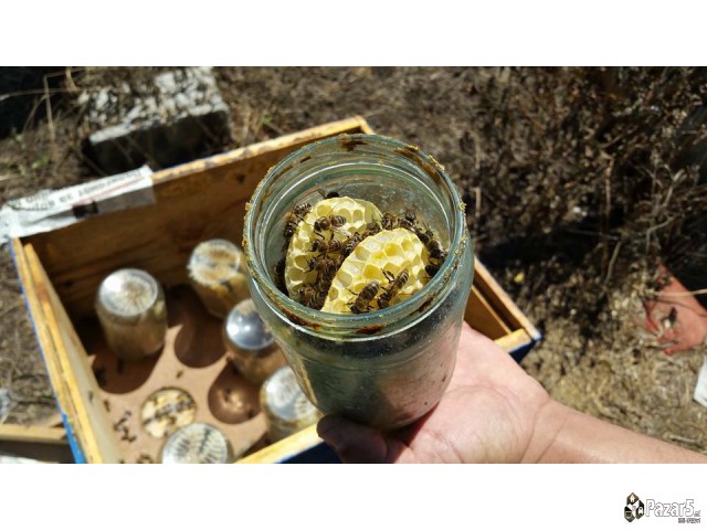  Med Priroden Med - Pcelarstvo Dodevski