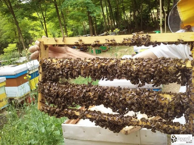 Pceli Matici Roevi Nukleusi - Pcelarstvo Dodevski