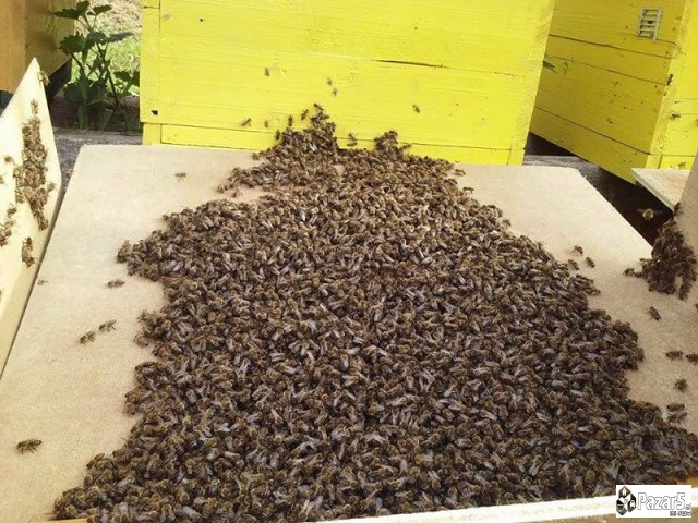 Pceli Matici Roevi Nukleusi - Pcelarstvo Dodevski