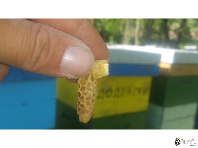 Pceli Matici Roevi Nukleusi - Pcelarstvo Dodevski