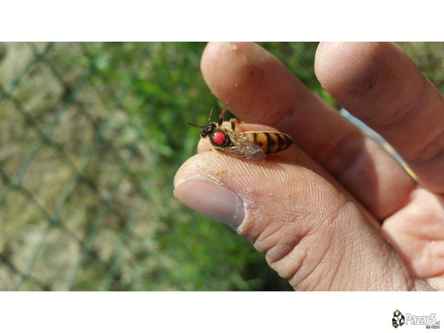 Pceli Matici Roevi Nukleusi - Pcelarstvo Dodevski