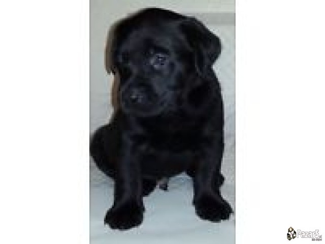 Predlozete Cena Za Labrador Retriver 