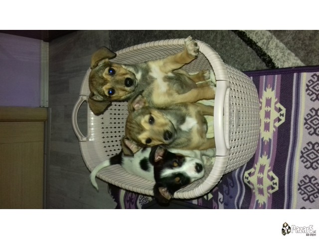  Подарувам кученца