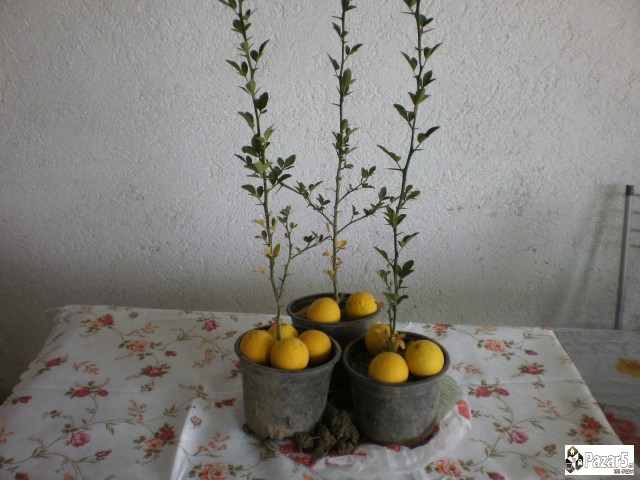 Сибирски лимон садници