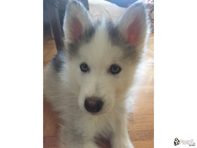 Подаруваме убава ХАСКА