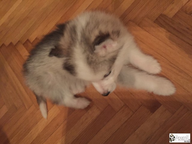 Подаруваме убава ХАСКА