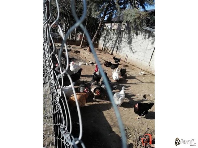 Domasni Jajca Od Kokoska