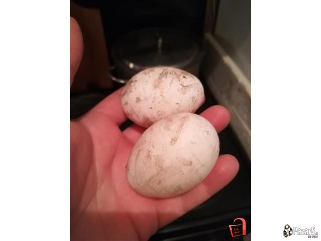 Domasni Jajca Od Kokoska