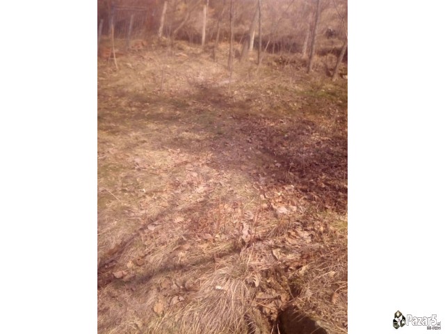 Семејна Куќа