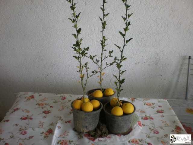 СИБИРСКИ ЛИМОН