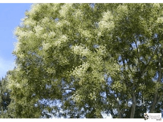 МЕДОНОСНИ РАСТЕНИЈА