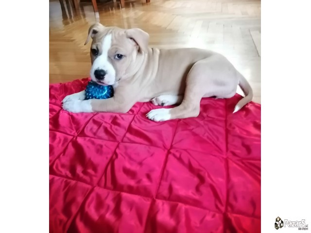 Americki Staford Terier