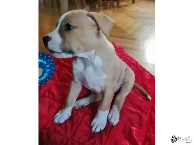 Americki Staford Terier